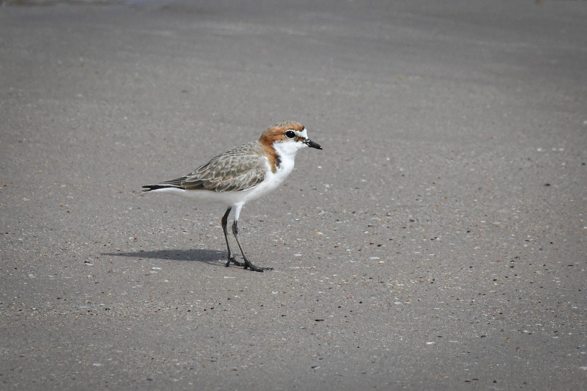 Red-capped Plover - ML493261421