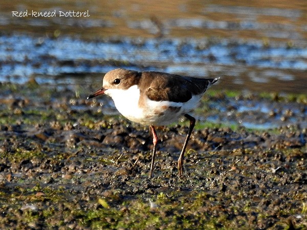 Red-kneed Dotterel - ML49326151