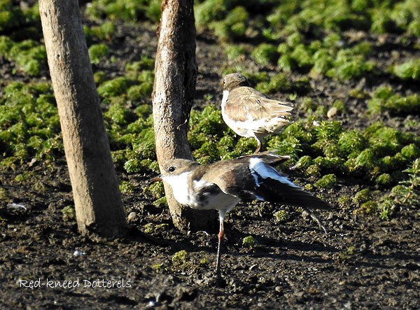 Red-kneed Dotterel - ML49326161