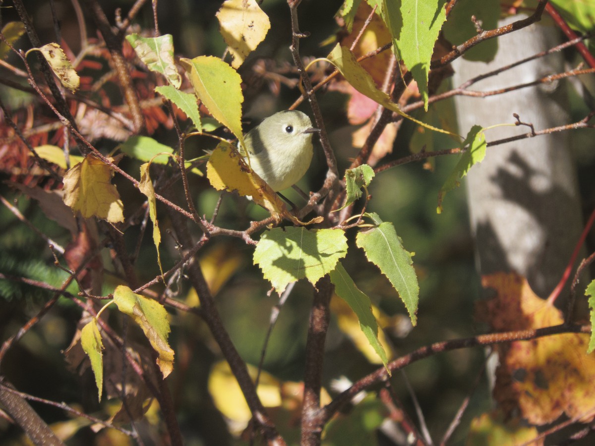 Ruby-crowned Kinglet - ML493262151