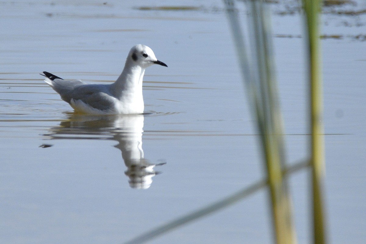 Bonaparte's Gull - ML493262211