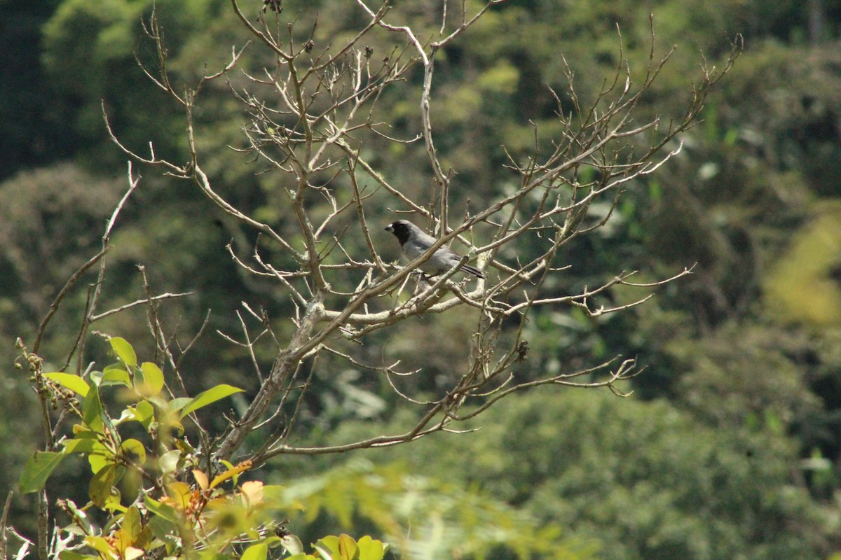 Black-faced Tanager - ML493263651