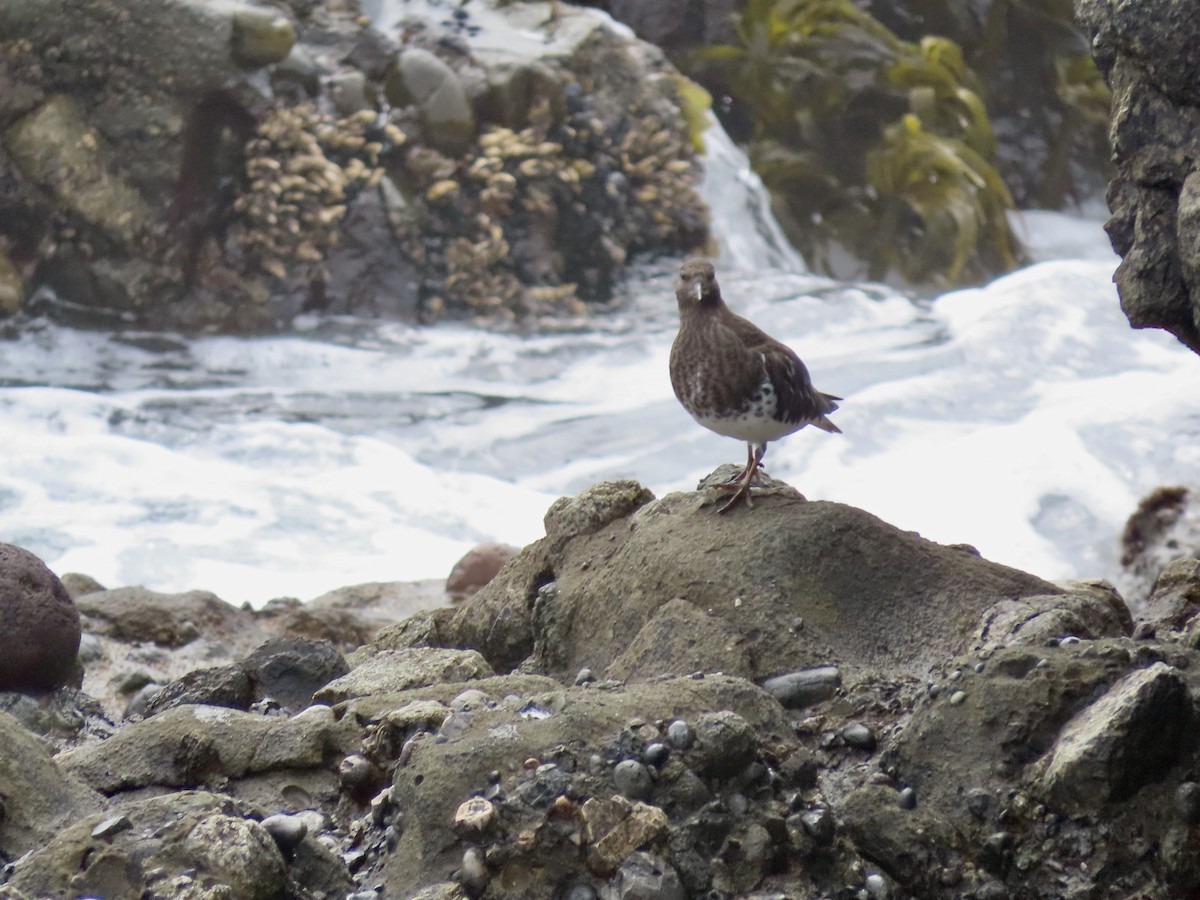 Black Turnstone - ML493264071