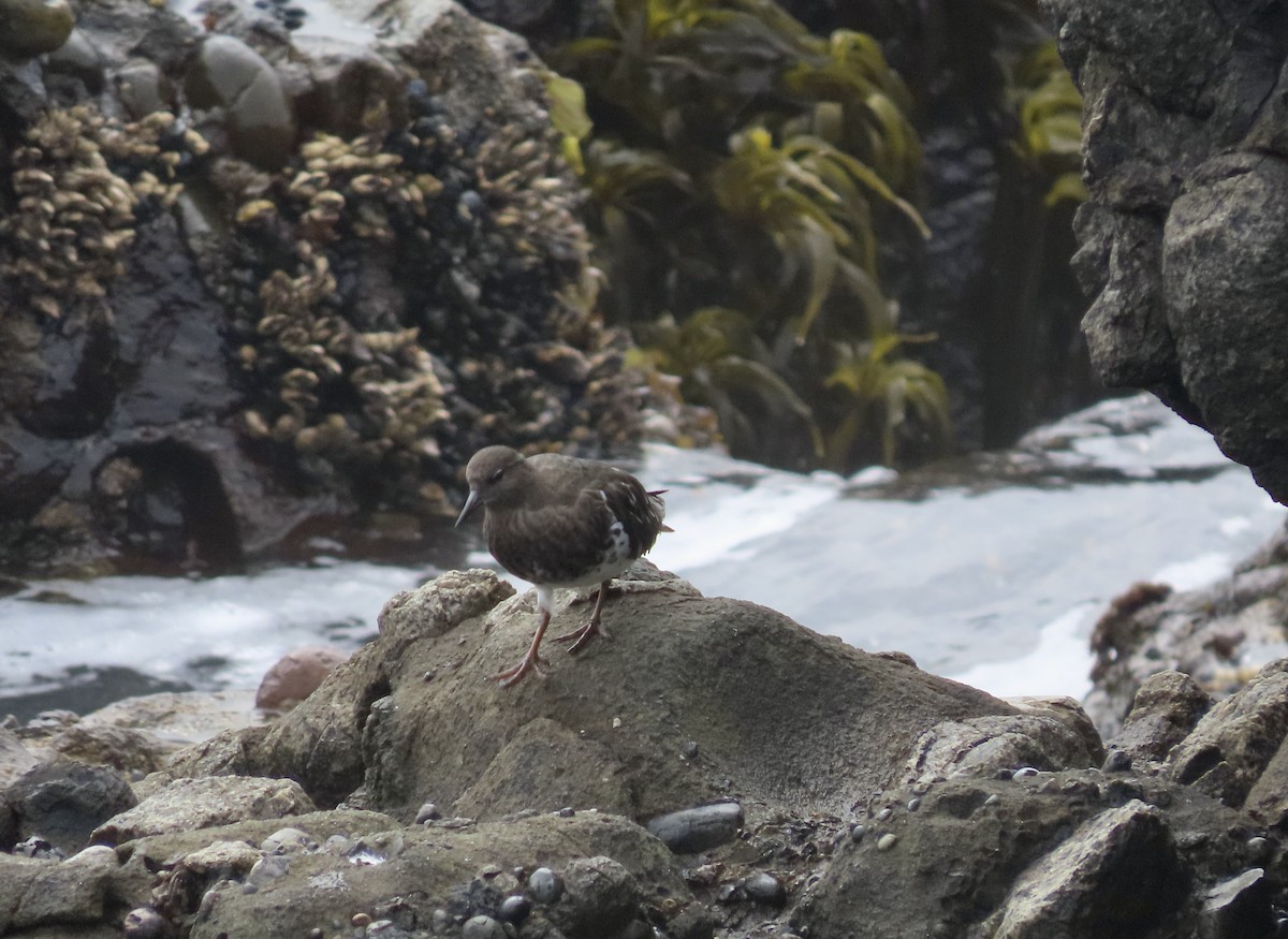 Black Turnstone - ML493264081