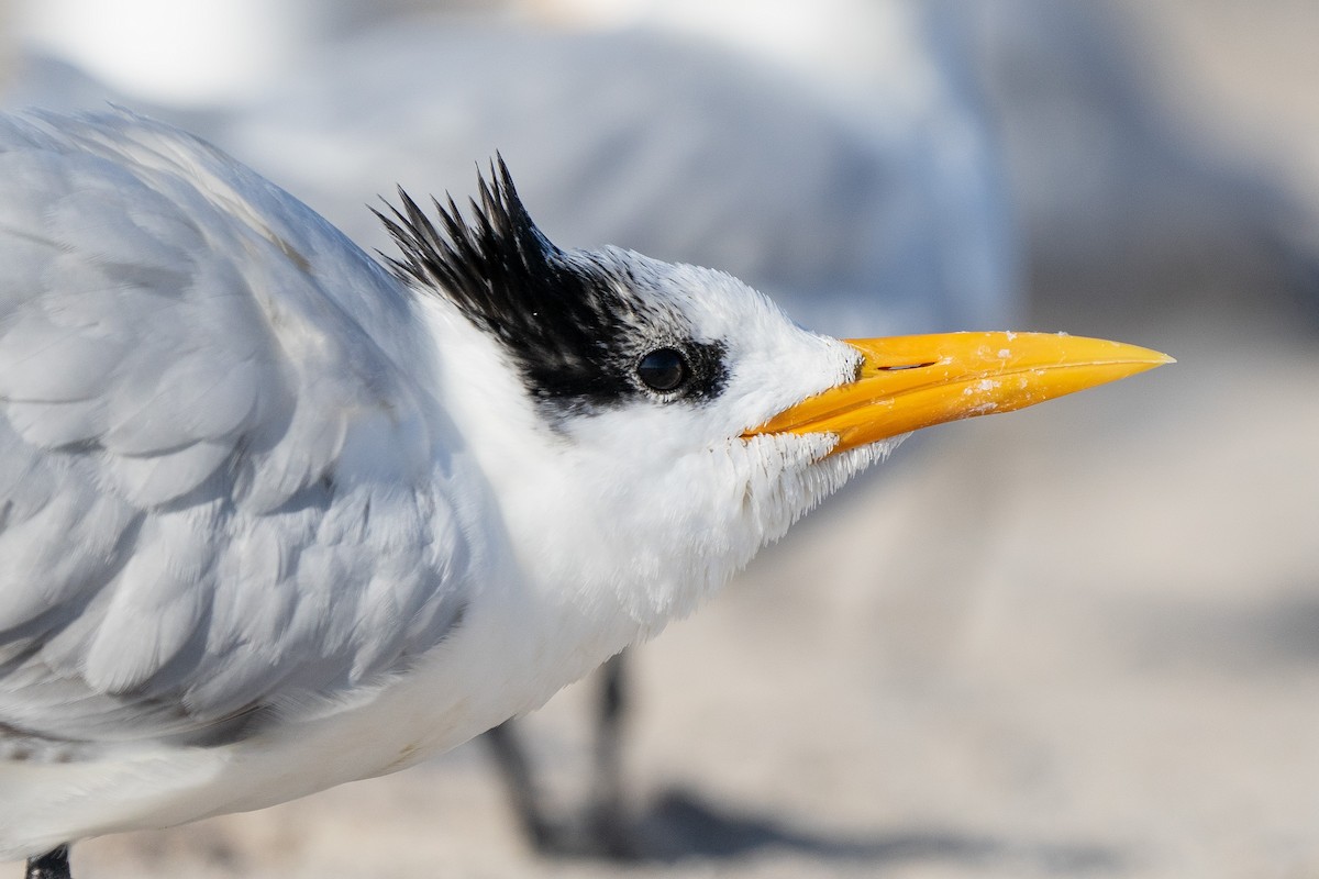 Royal Tern - ML493265411