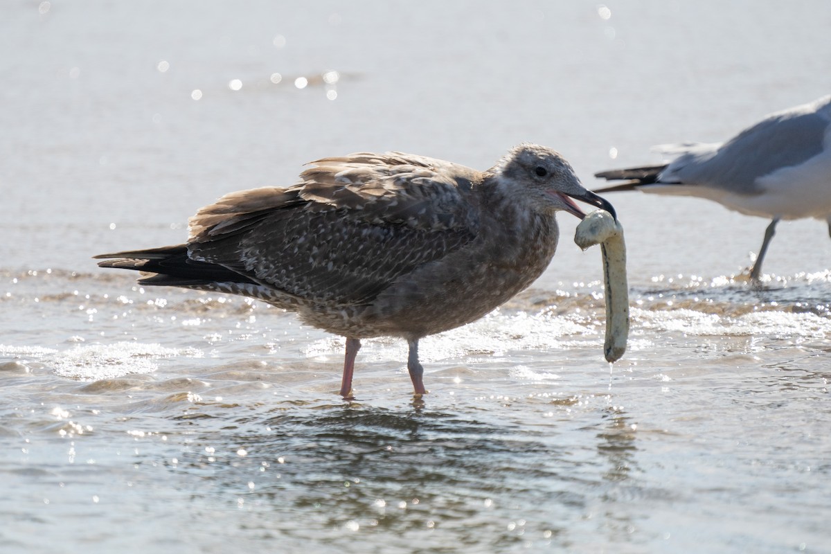 Herring Gull - ML493265461