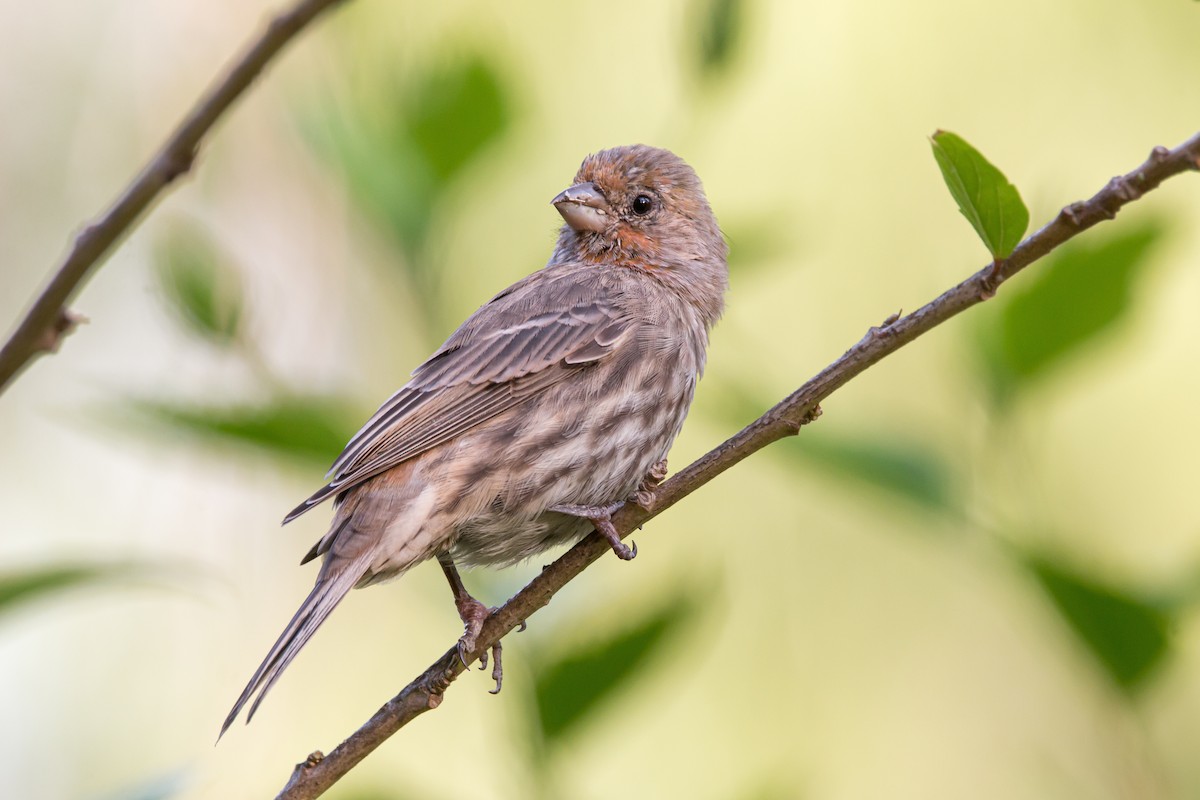 House Finch - ML493267291