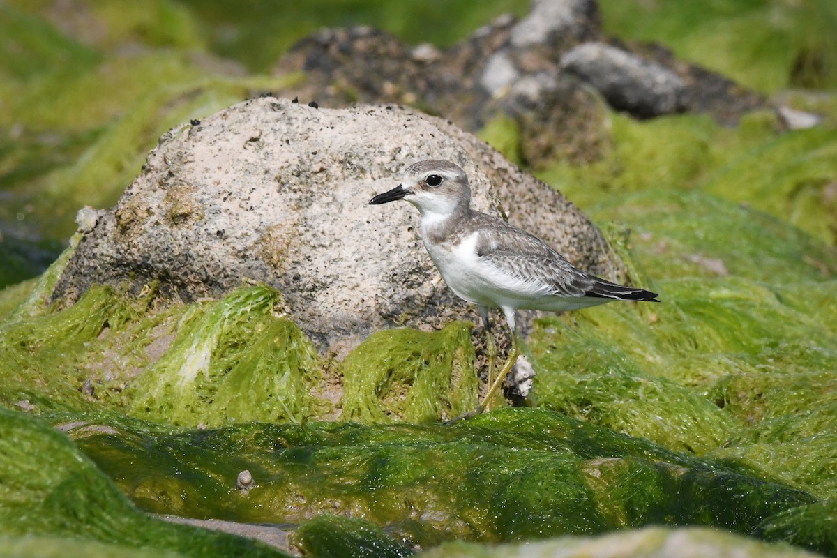 Greater Sand-Plover - ML493267581