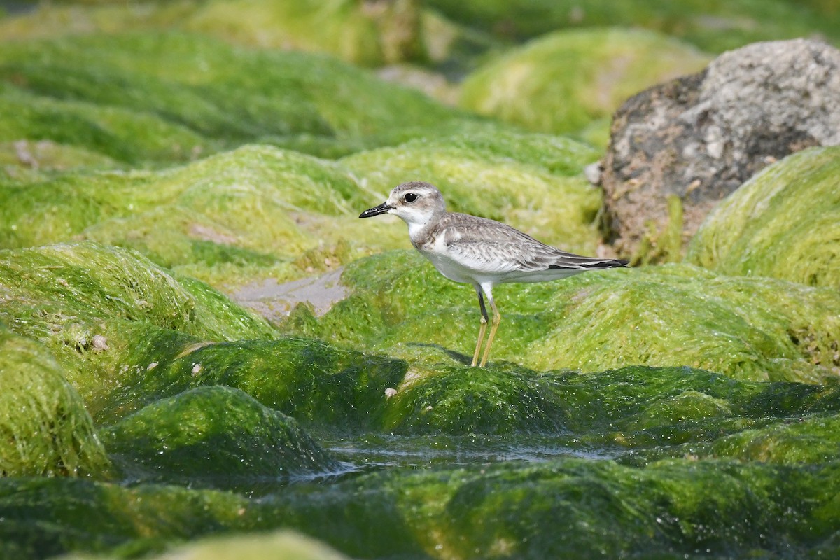 Greater Sand-Plover - ML493267671