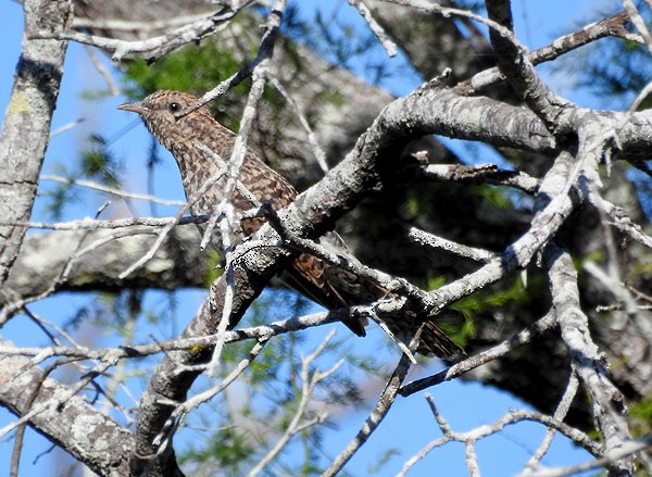 Brush Cuckoo - ML49326841