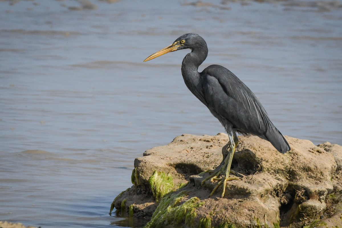 Pacific Reef-Heron - ML493269871