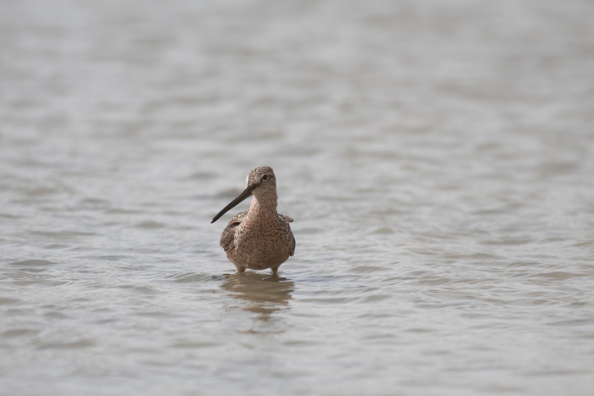 Long-billed Dowitcher - ML493271161