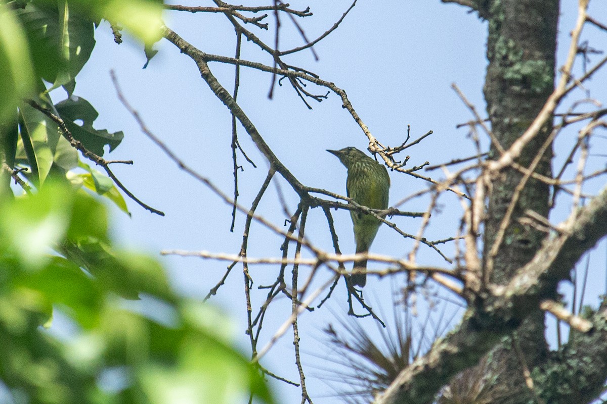 Olive-striped Flycatcher - ML493271291