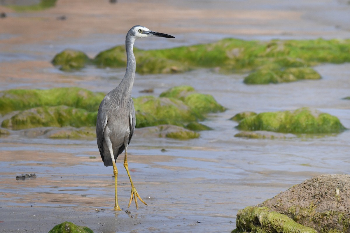 White-faced Heron - ML493271951