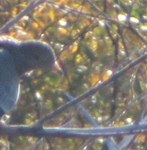 Band-tailed Pigeon - ML493272251