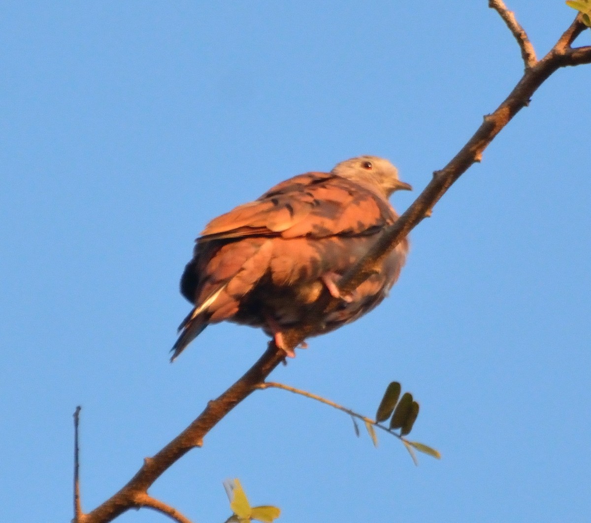 Ruddy Ground Dove - ML49327301