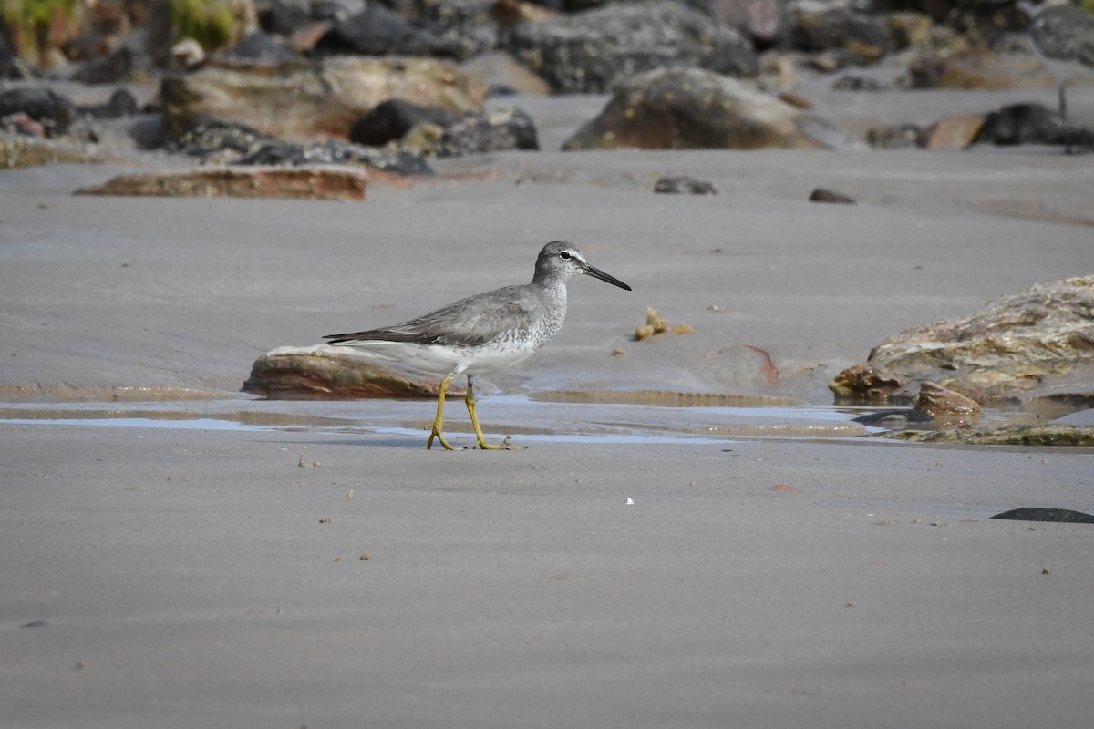 Gray-tailed Tattler - ML493273481