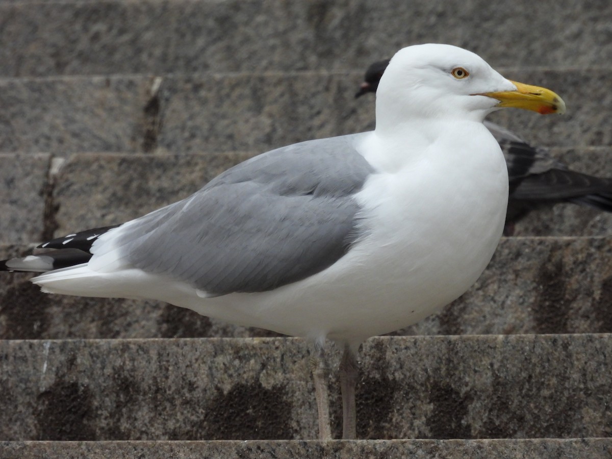 American Herring Gull - ML493273501