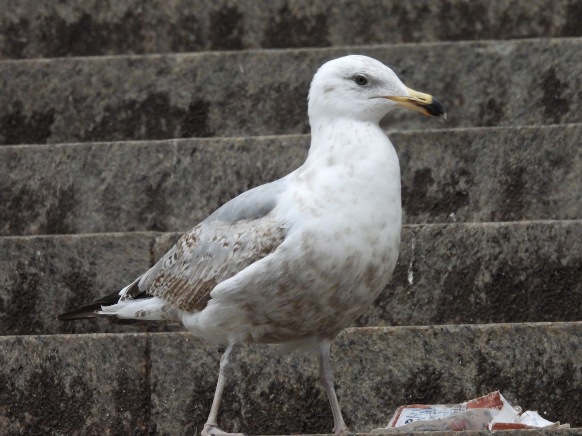American Herring Gull - ML493273511