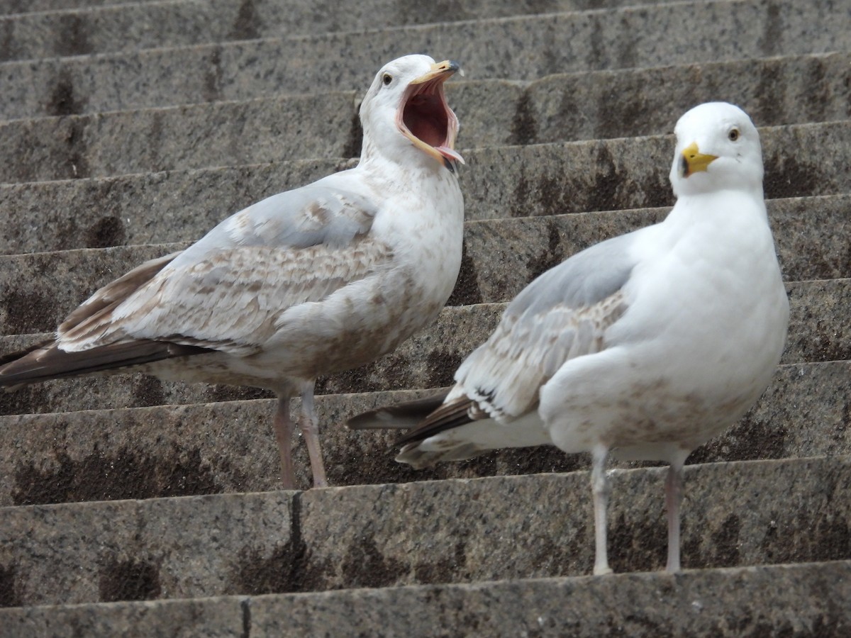 American Herring Gull - ML493273521