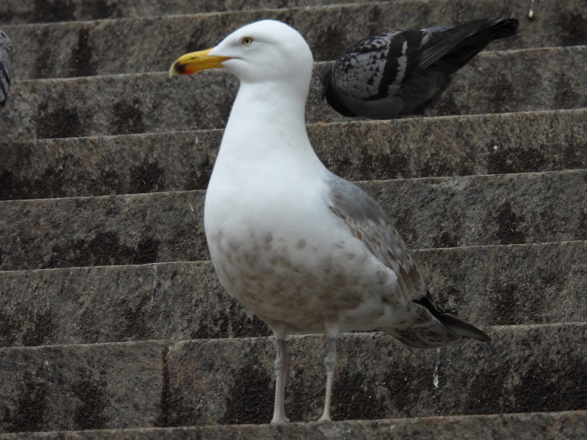 American Herring Gull - ML493273541