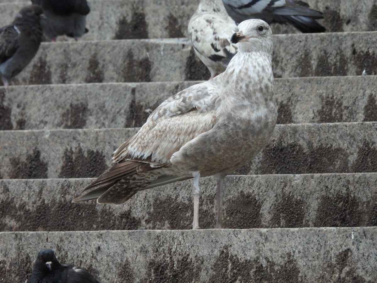 American Herring Gull - ML493273551