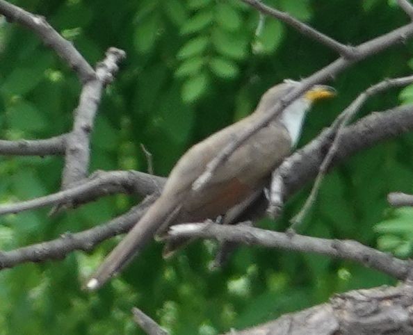 Yellow-billed Cuckoo - ML493273721