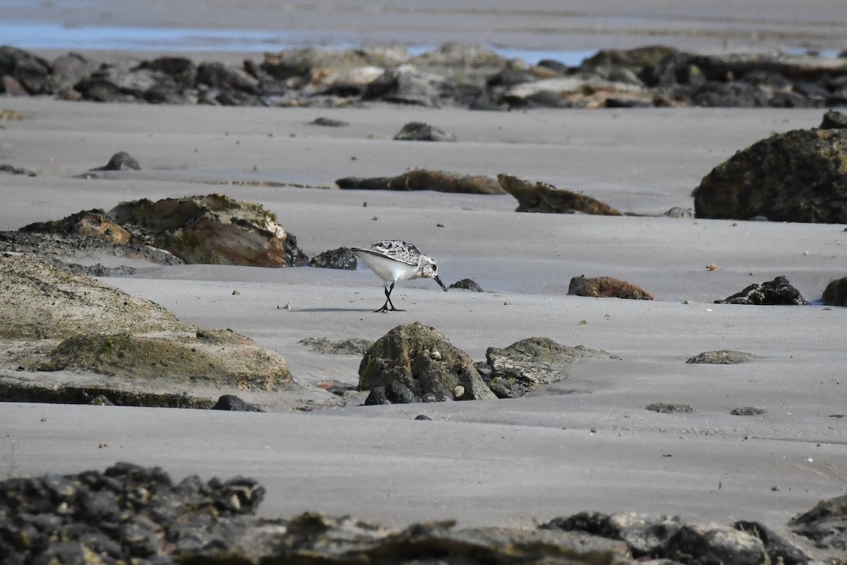 Sanderling - ML493273951