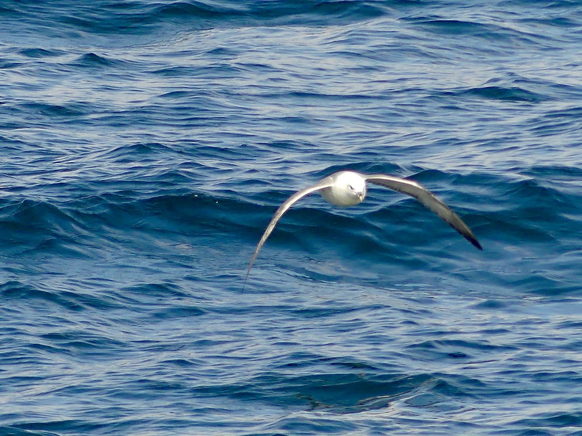 Northern Fulmar - ML493275471