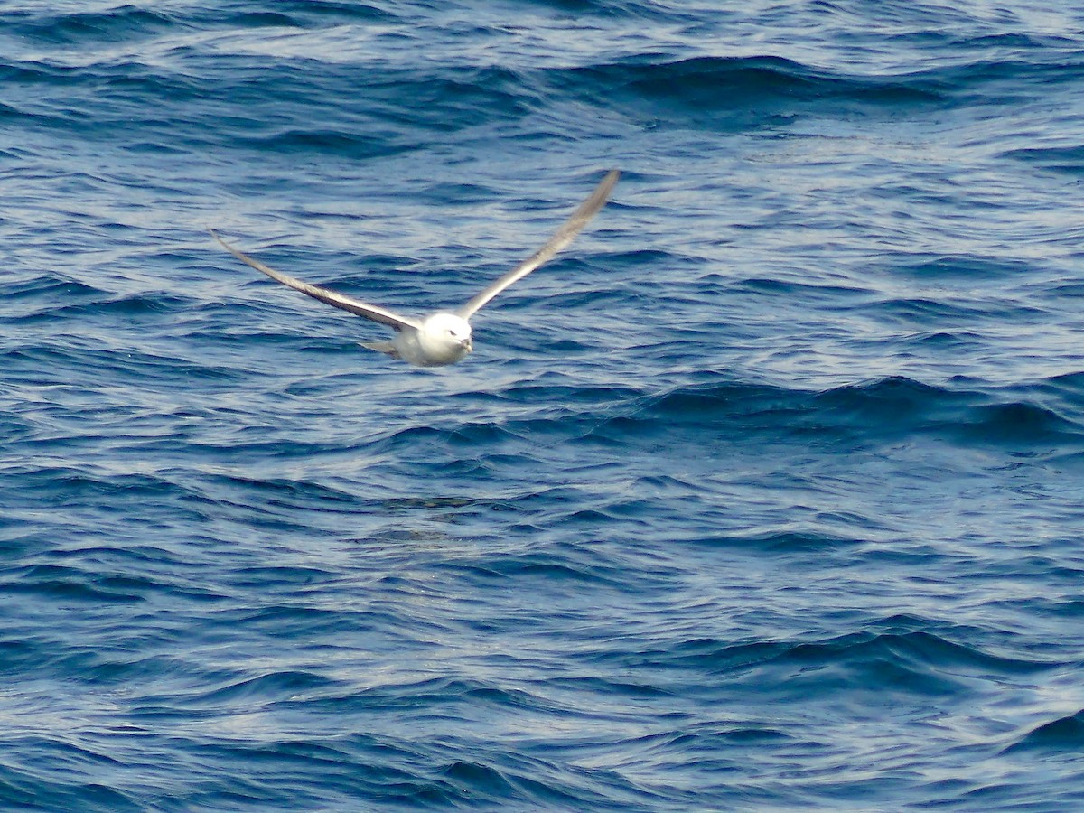 Northern Fulmar - ML493275501