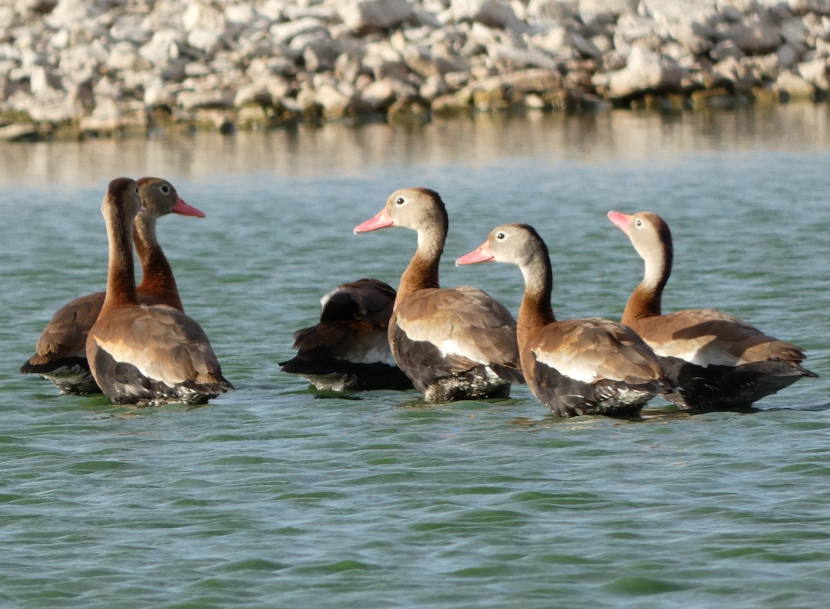 Black-bellied Whistling-Duck - ML493276771