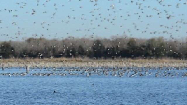 Northern Shoveler - ML493277301