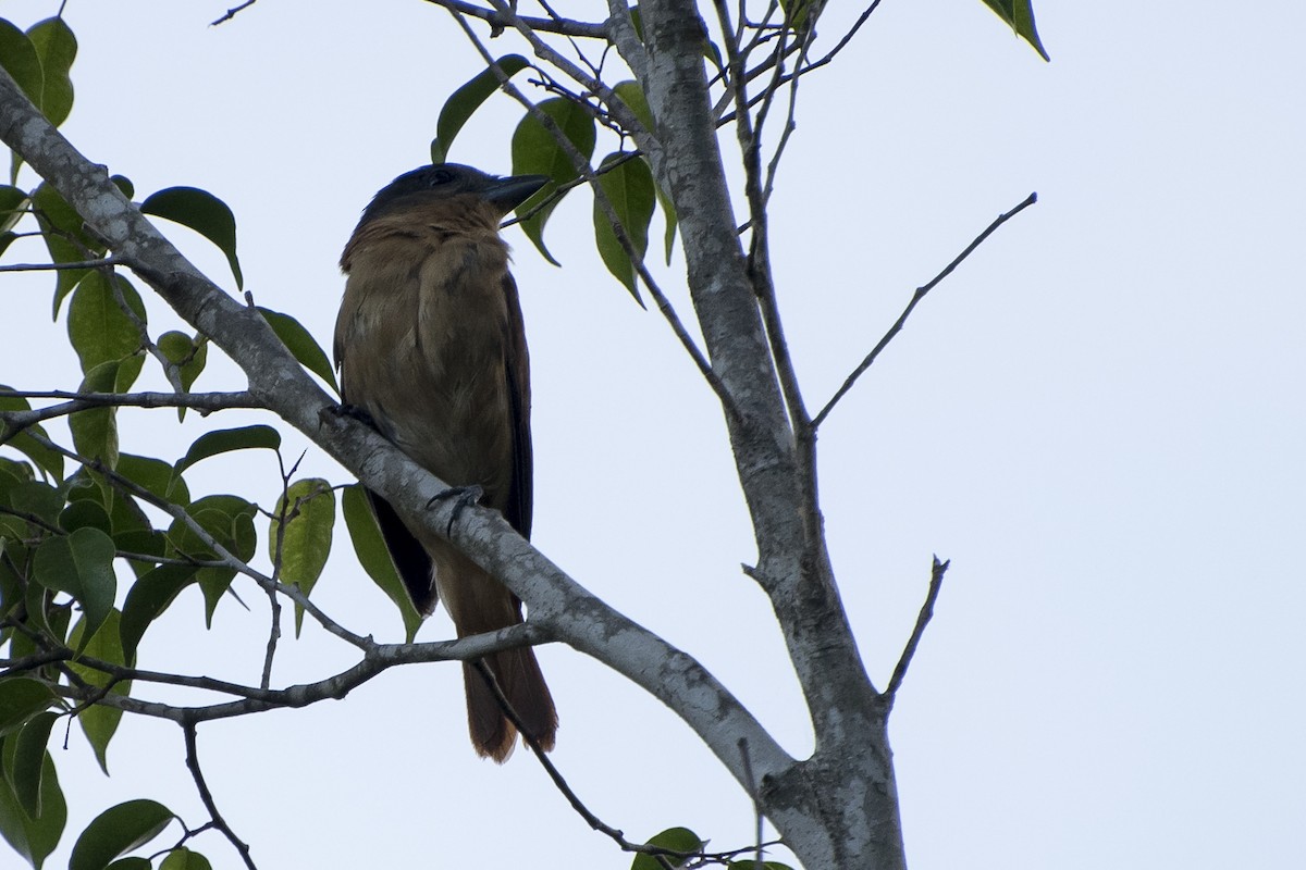Crested Becard - ML49327841