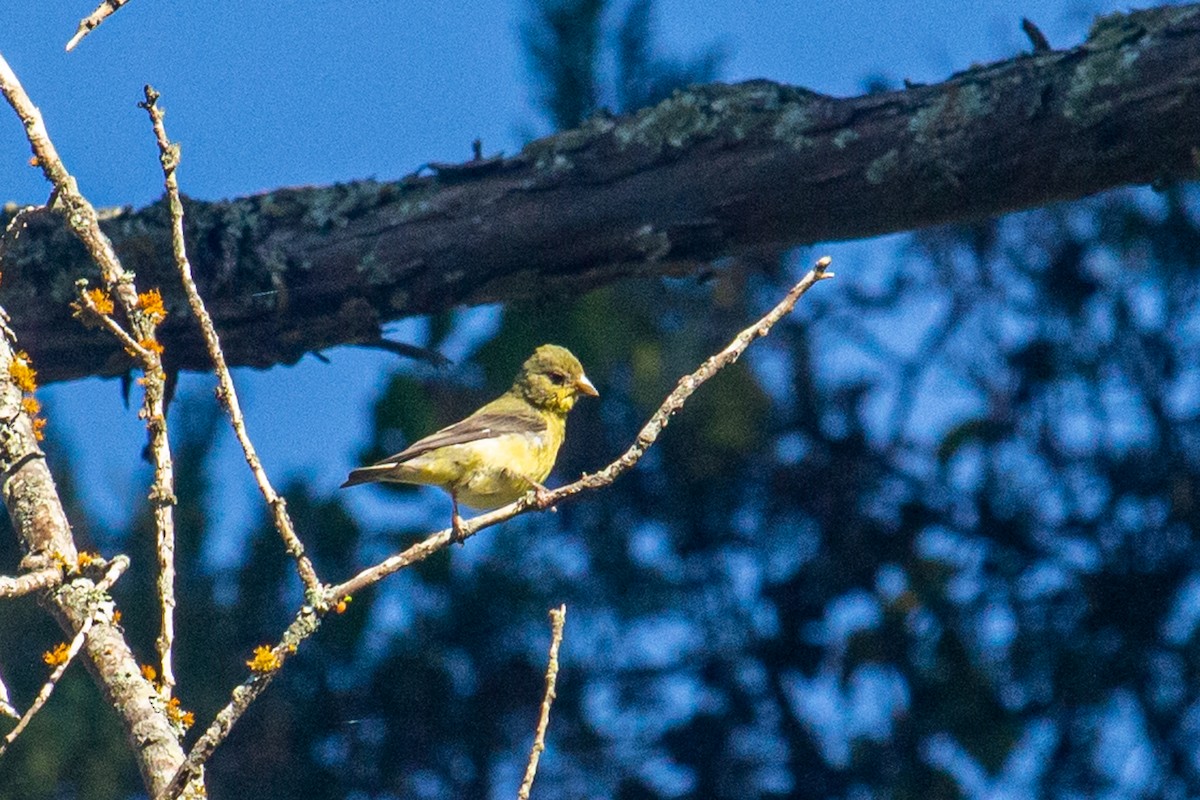 Lesser Goldfinch - ML493279121