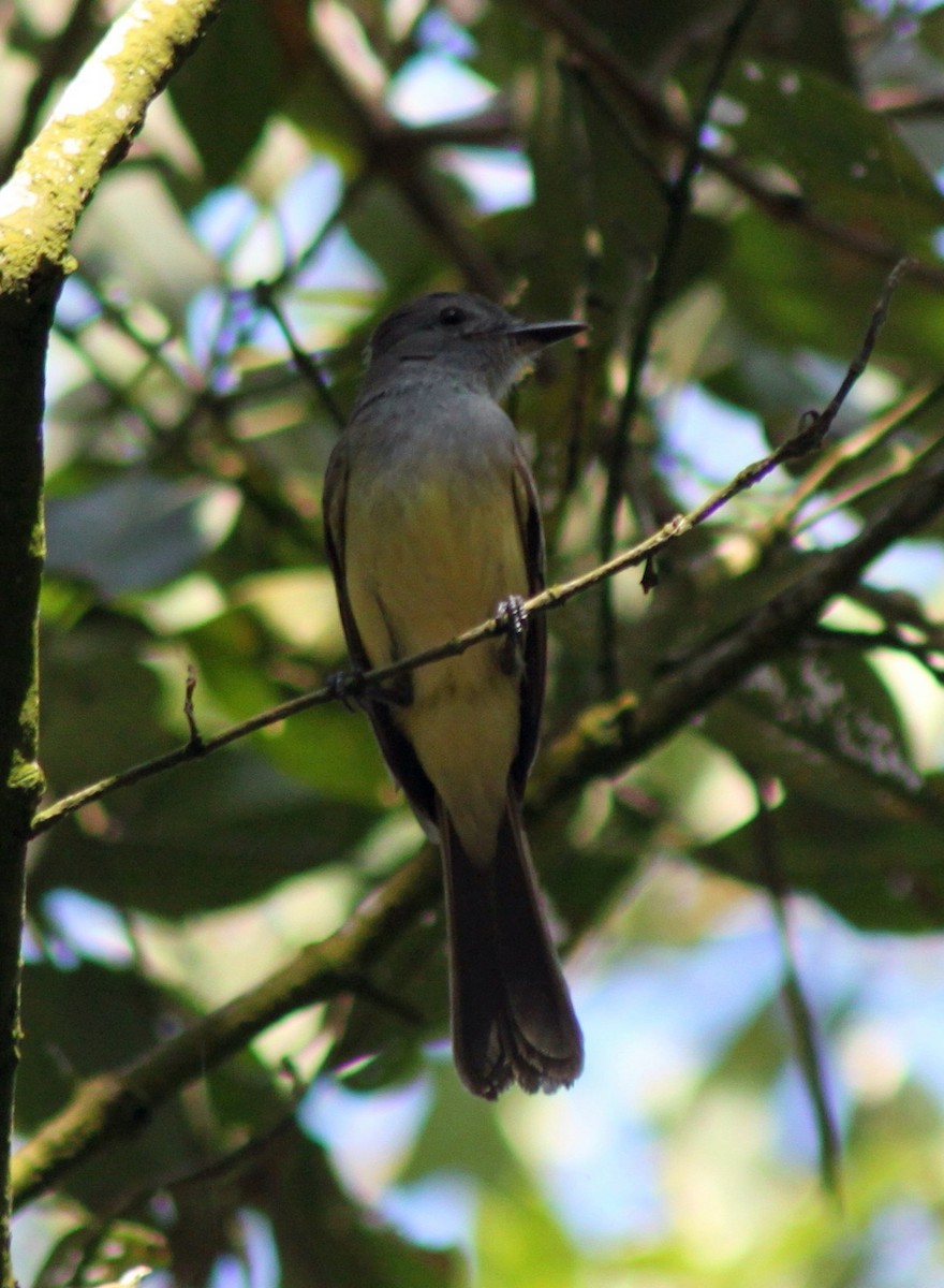 Venezuelan Flycatcher - ML49328081