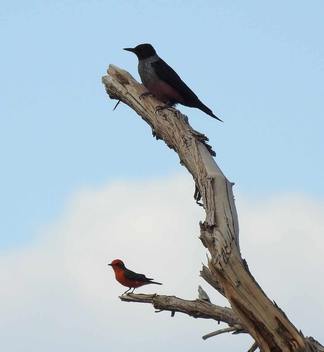 Vermilion Flycatcher - ML493281731