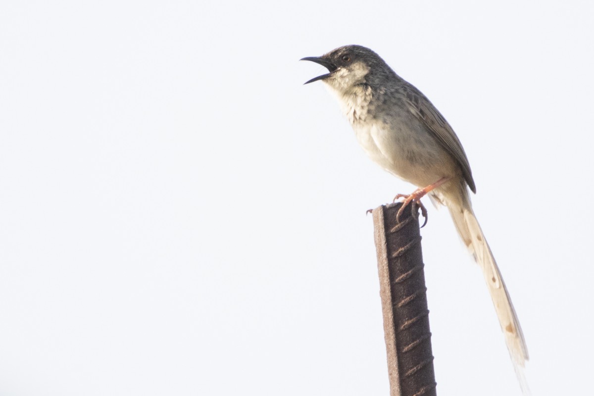 Prinia crinigère - ML493282301