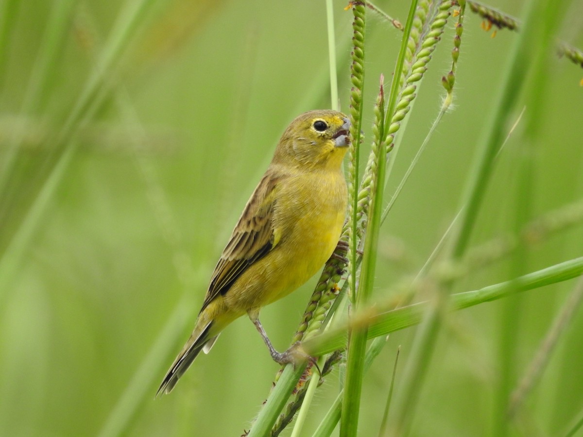 Grassland Yellow-Finch - ML493284661