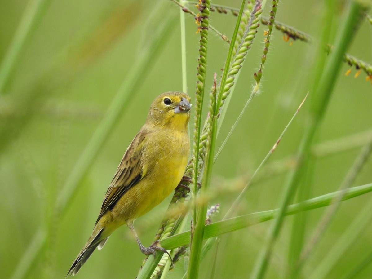 Grassland Yellow-Finch - ML493284671