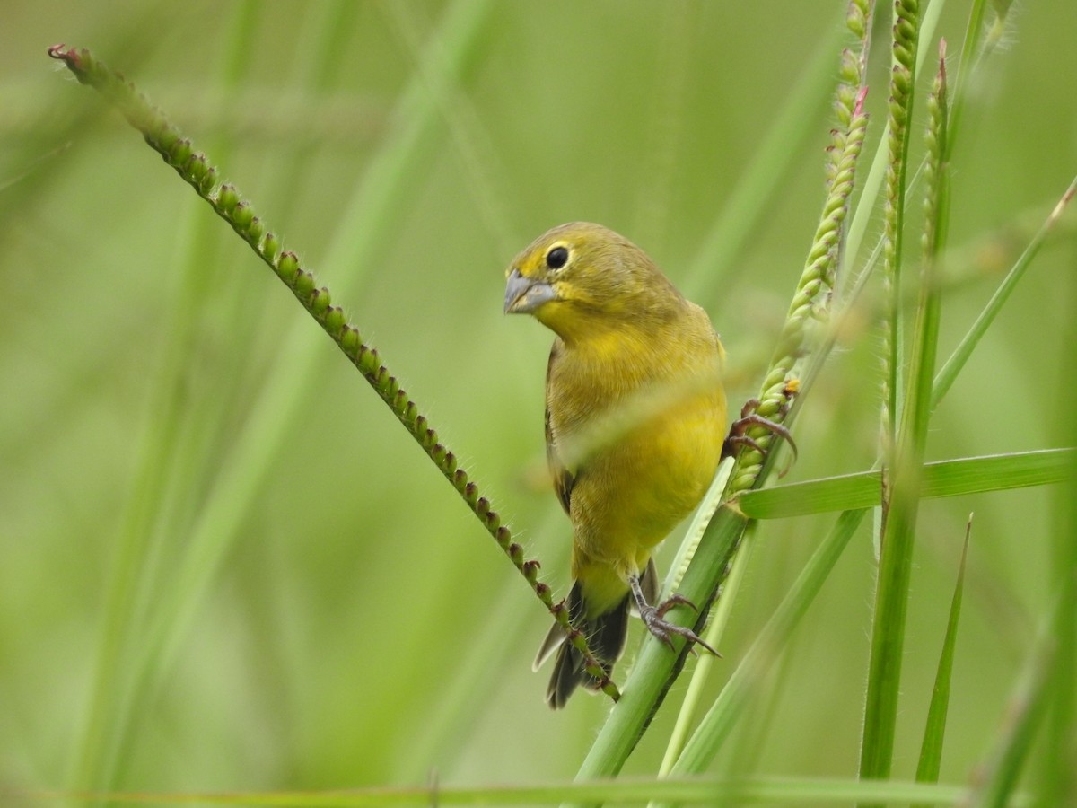 Grassland Yellow-Finch - ML493284681