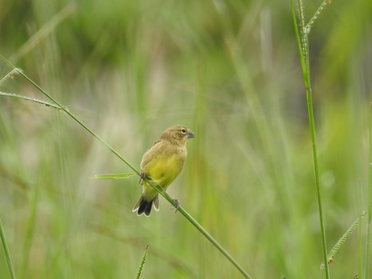 Grassland Yellow-Finch - ML493284691