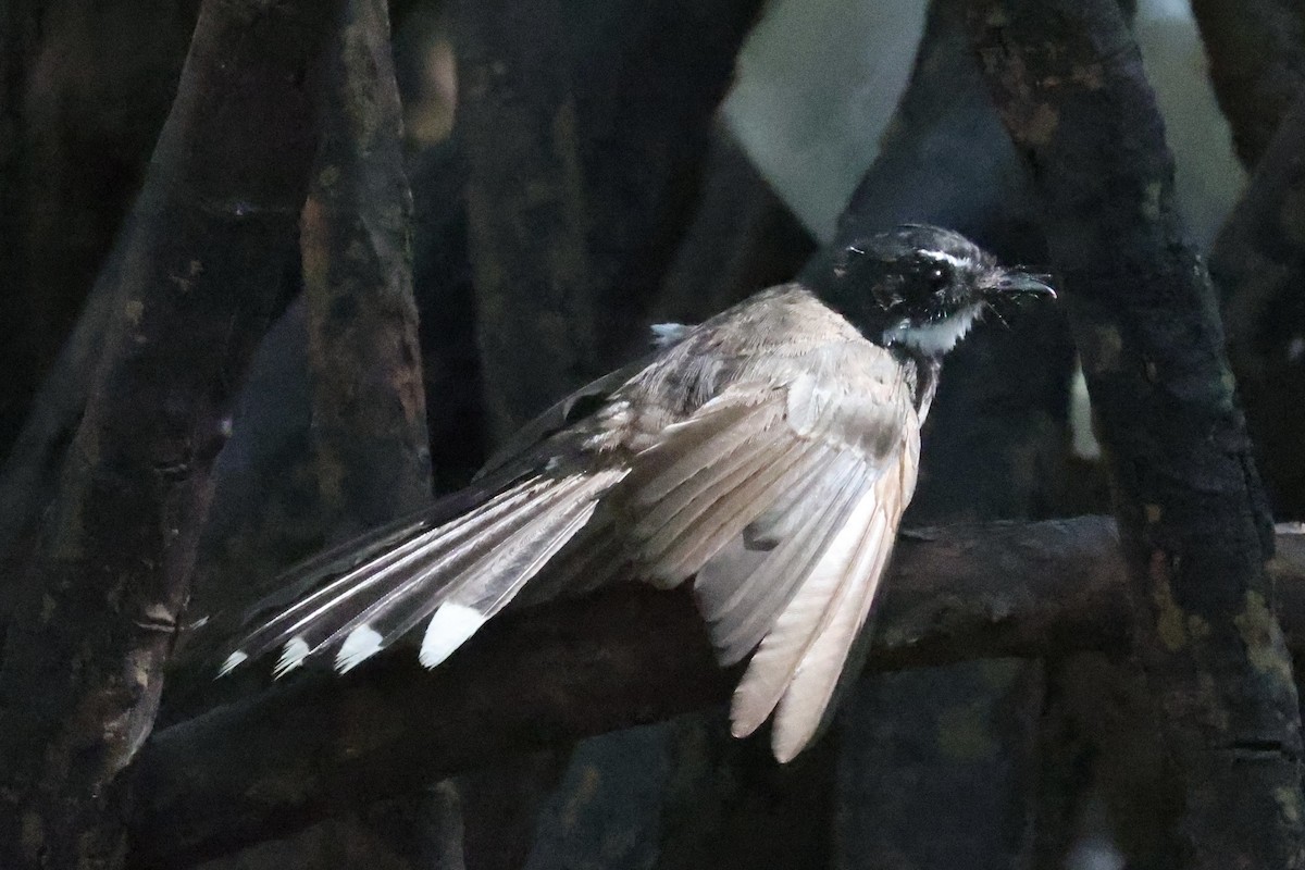 Malaysian Pied-Fantail - Andrew William