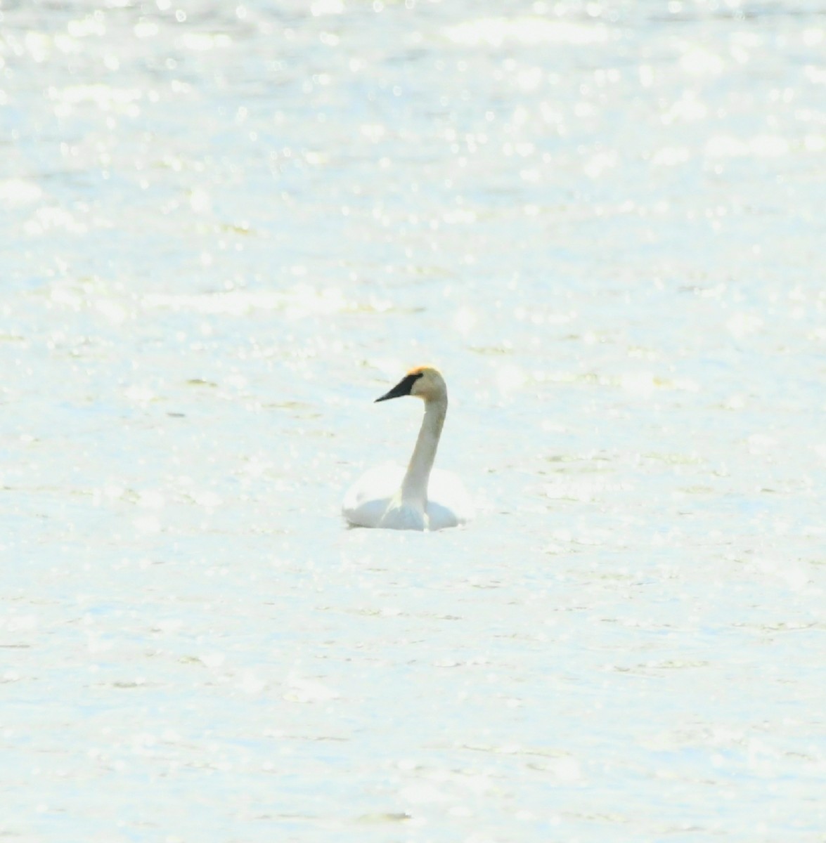 Cygne trompette - ML493287481