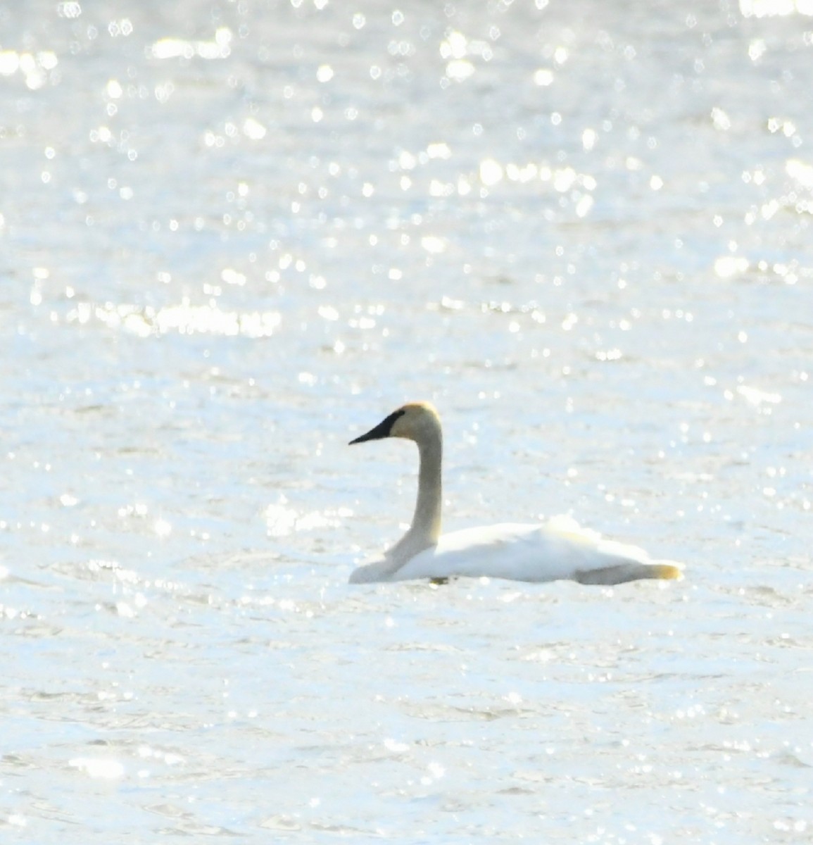 Trumpeter Swan - ML493287501