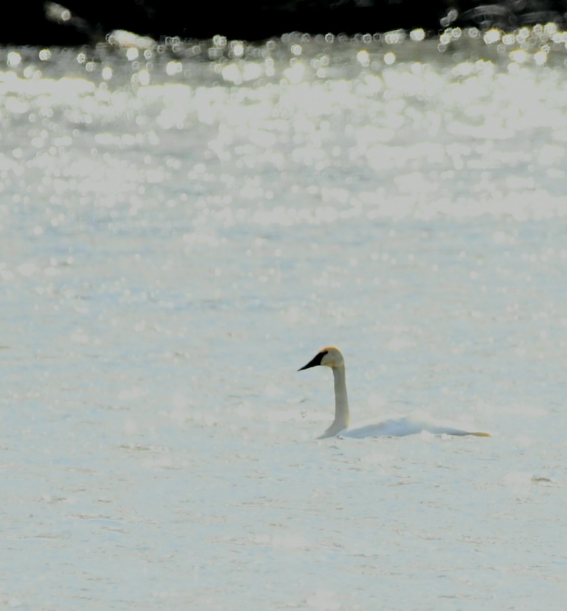 Trumpeter Swan - ML493287521