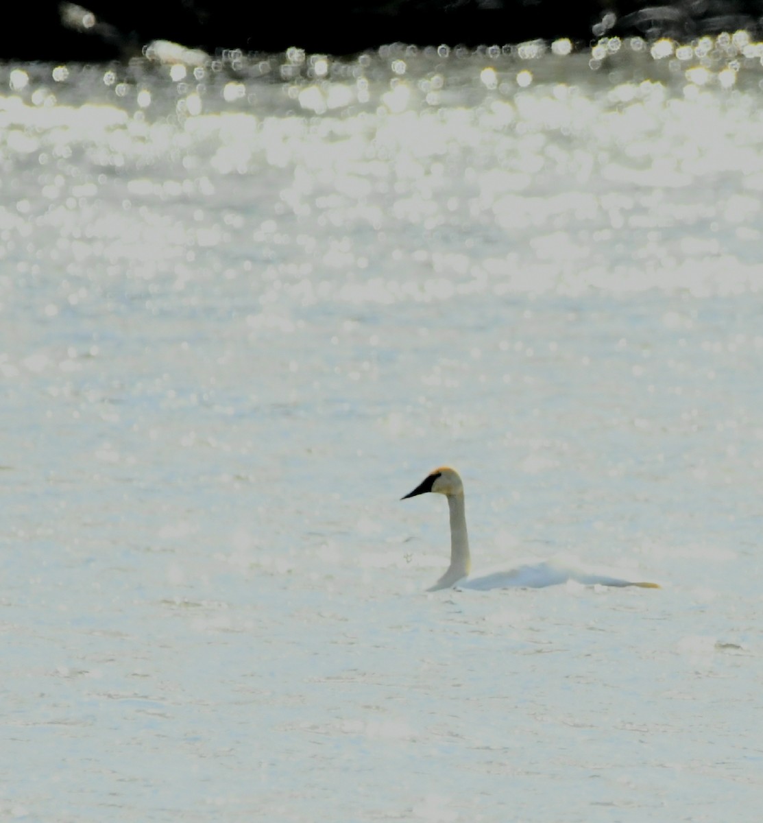 Cygne trompette - ML493287521