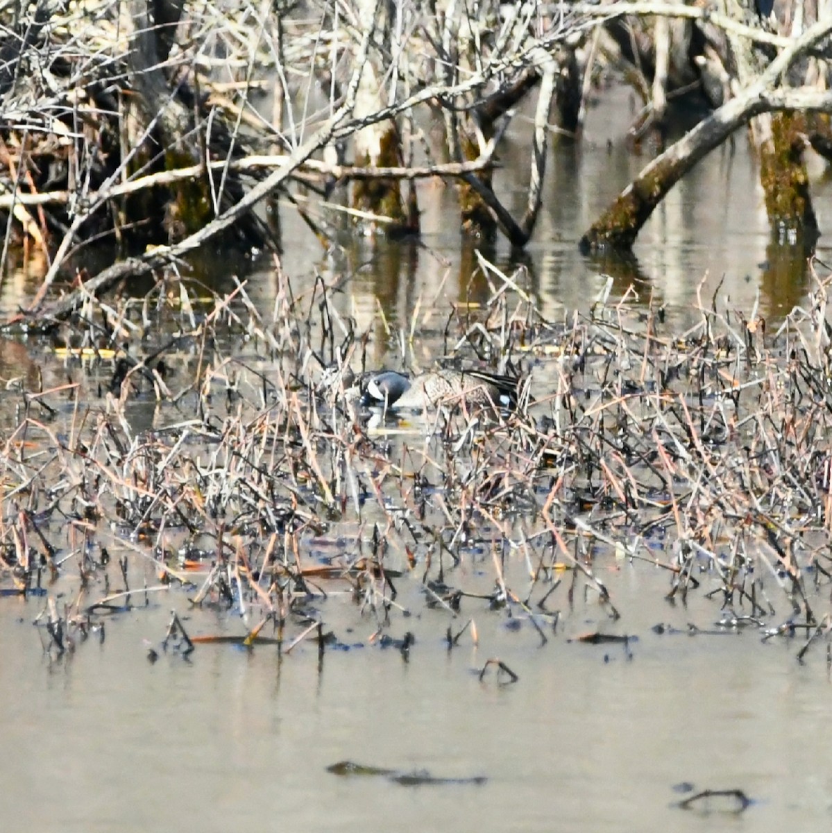 Blue-winged Teal - ML493287601