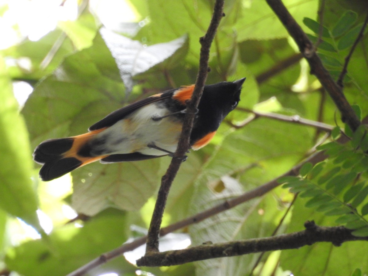 American Redstart - ML493289841