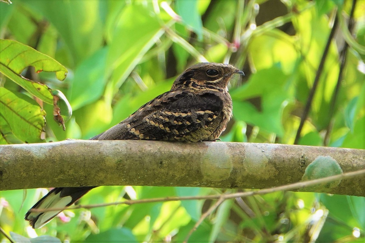 Large-tailed Nightjar - Alexandre Peix