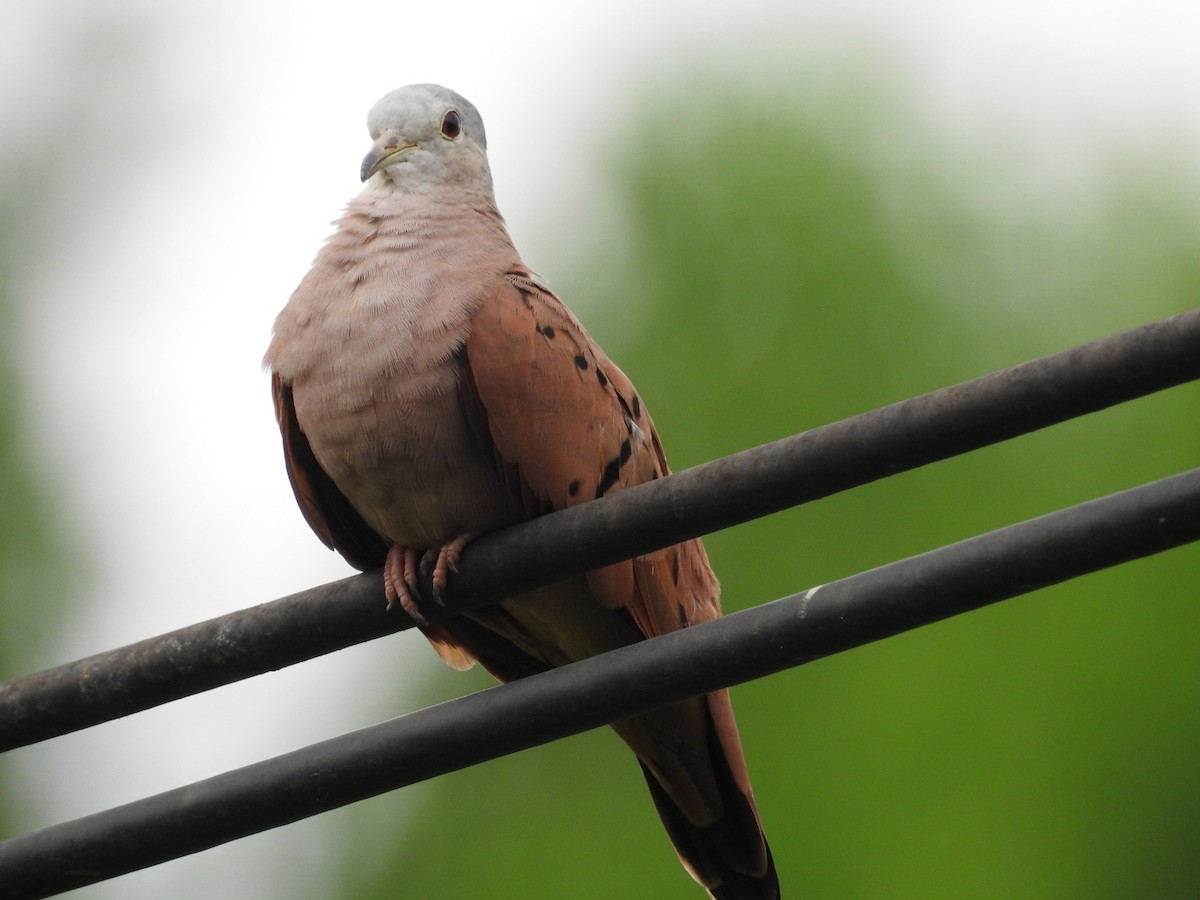 Ruddy Ground Dove - ML493290131